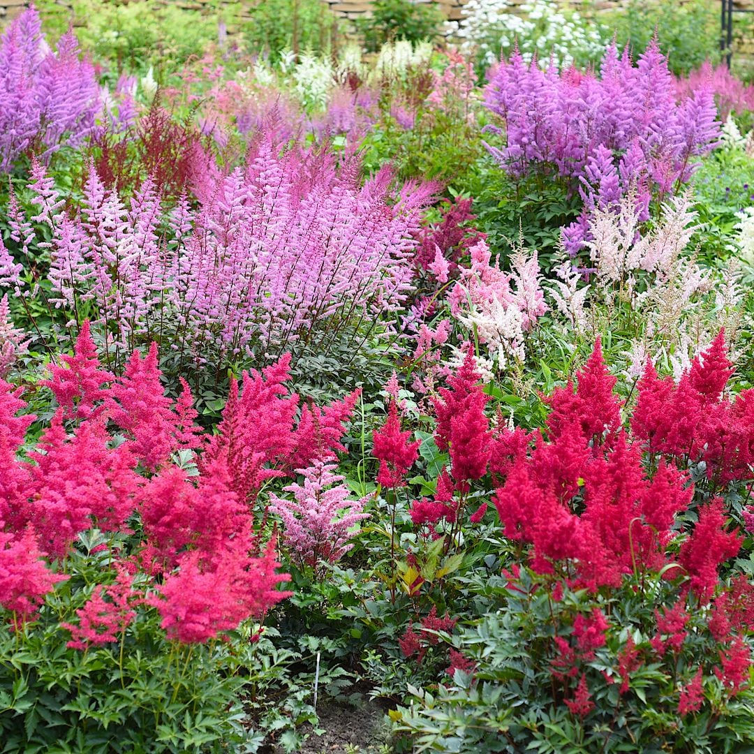 La planta poco conocida que mantendrá tu jardín lleno de flores incluso en otoño