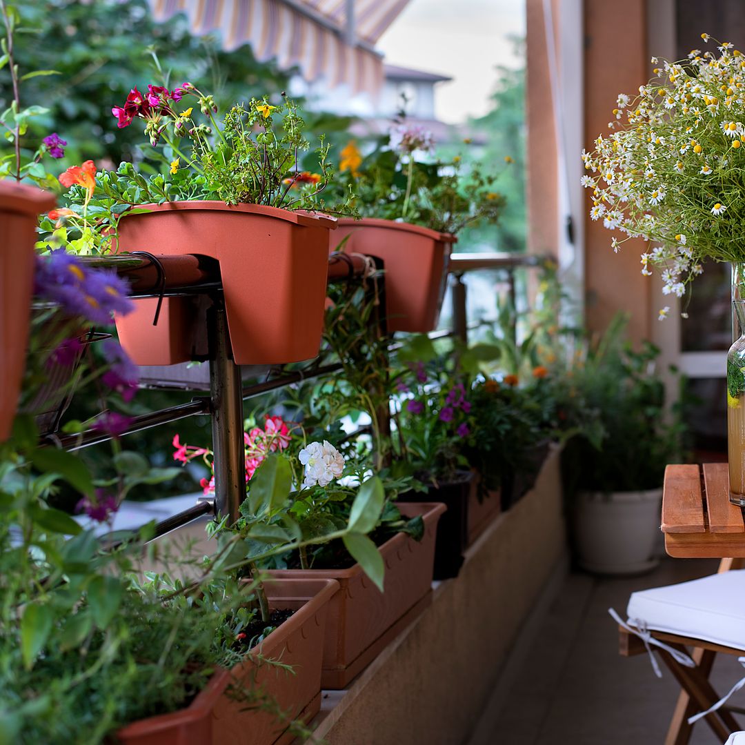 Para un balcón sin sol: 10 plantas resistentes que llenan de vida tu espacio exterior