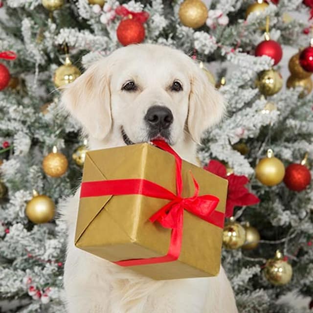 regalos de navidad para tu mascota