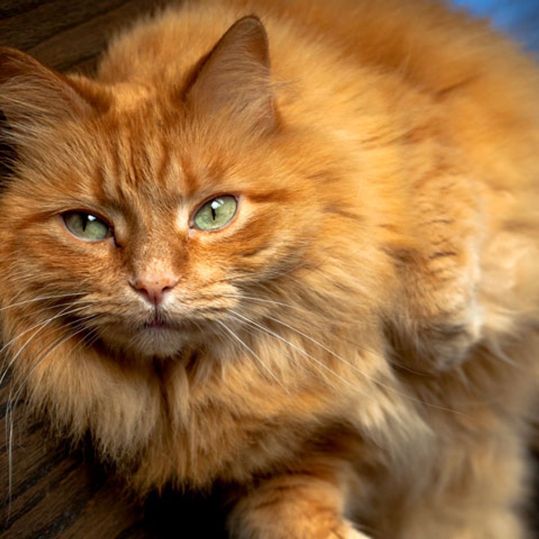 Los beneficios del pescado en la dieta de tu gato