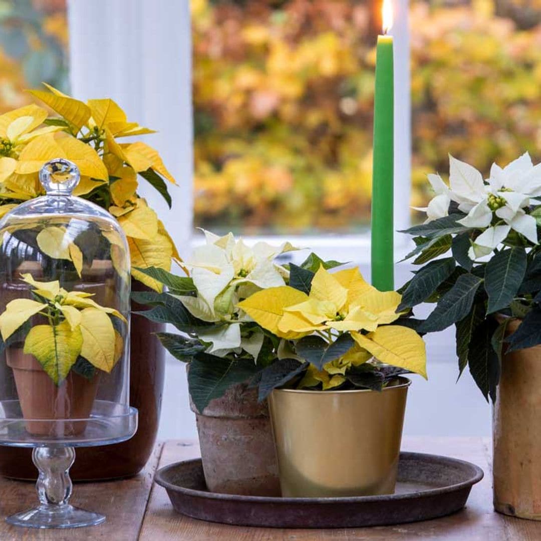 Las ideas más prácticas para decorar con plantas tu casa esta Navidad