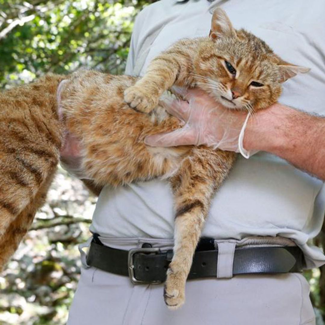 Descubren una nueva especie de felino: el gato-zorro