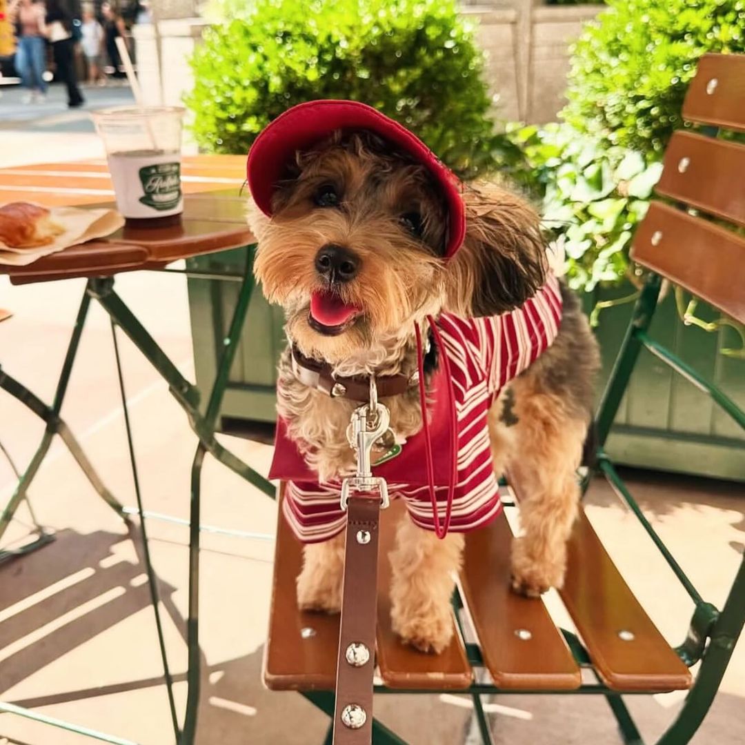 10 restaurantes 'pet-friendly' para comer con tu mascota en la CDMX