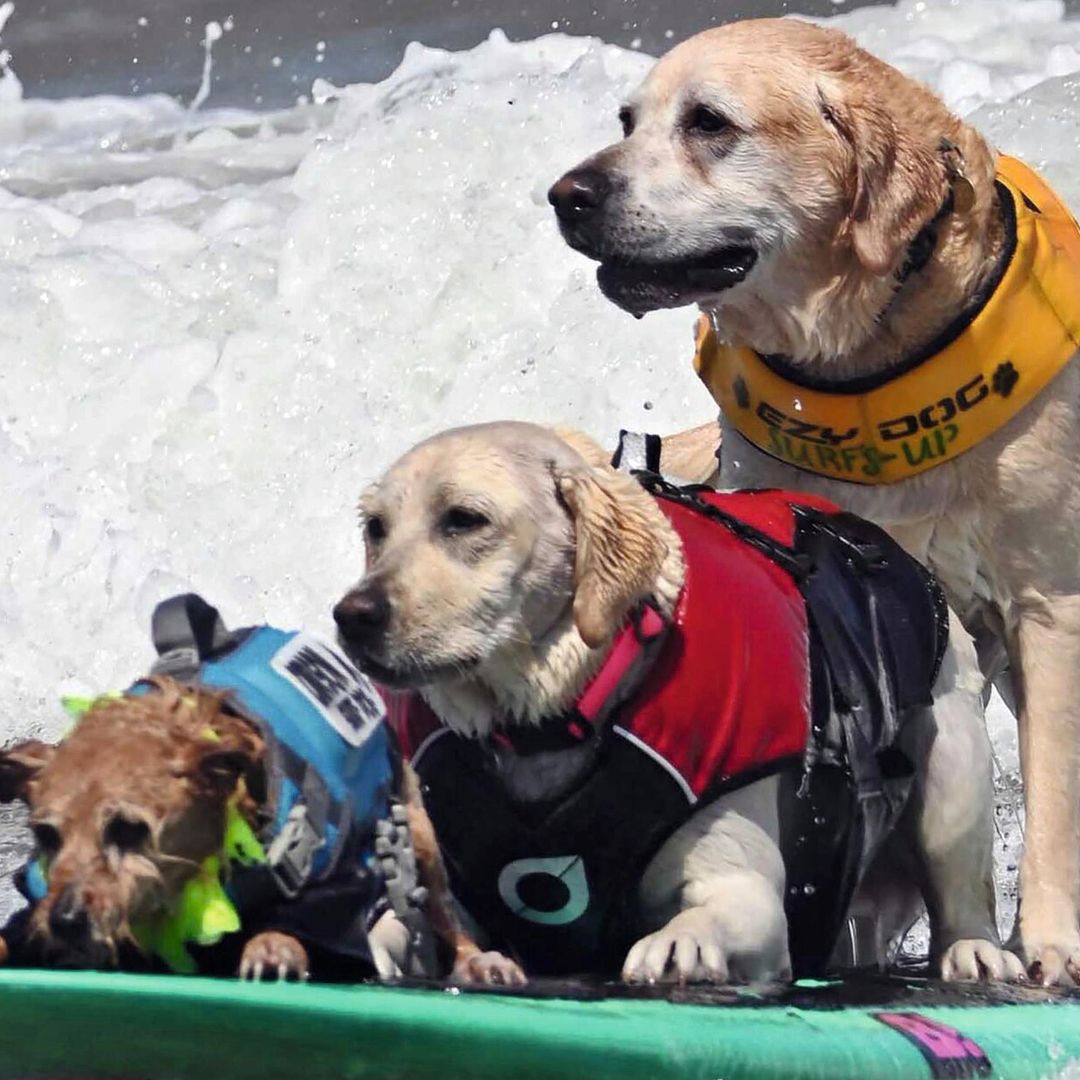Las insólitas imágenes de animales practicando, como humanos, surf