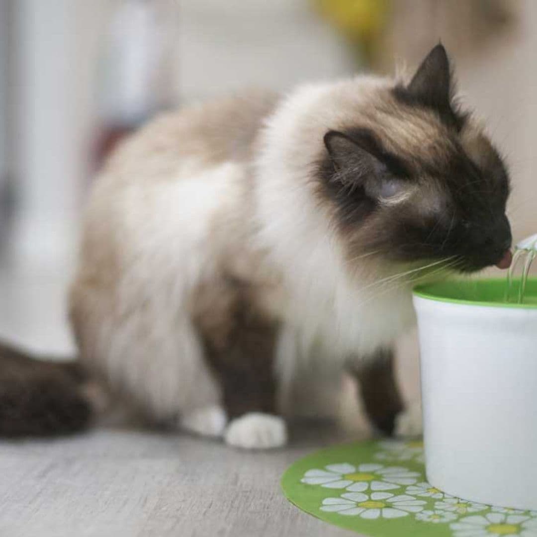 Consejos para que tu gato beba más agua