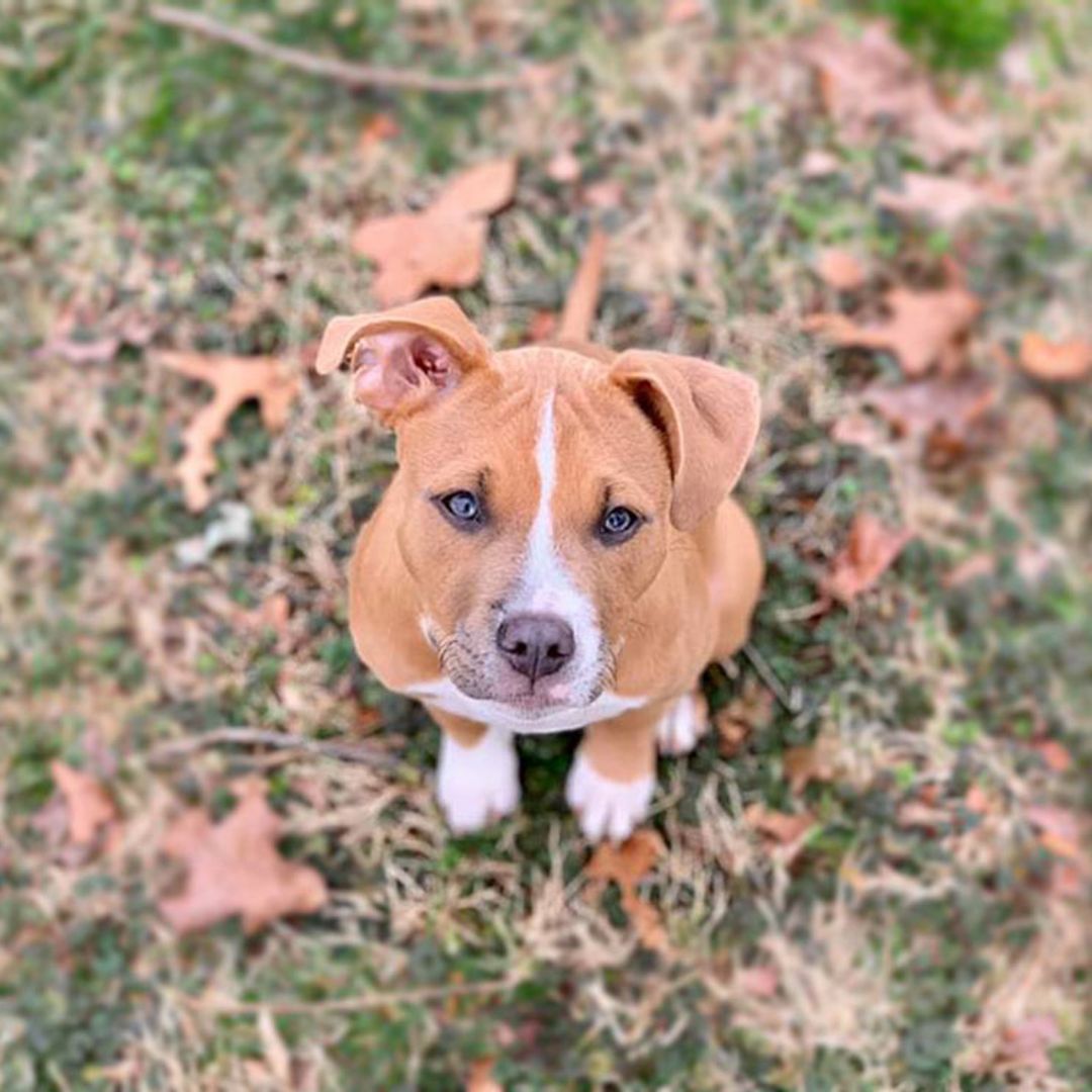 La curiosa reacción de un perro al ver 'El rey león' en la tele