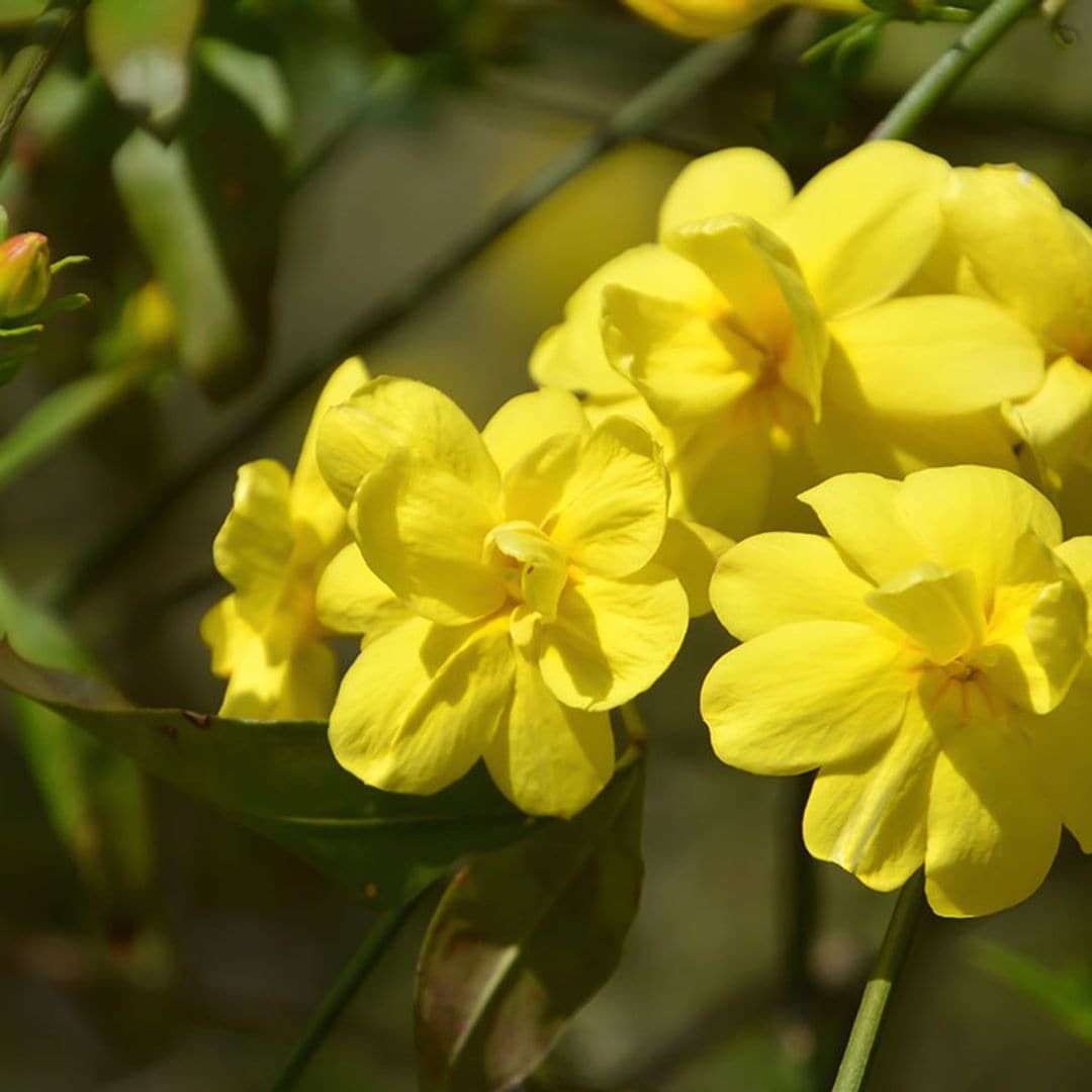 Cómo cultivar el jazmín de invierno: una flor que ama el frío