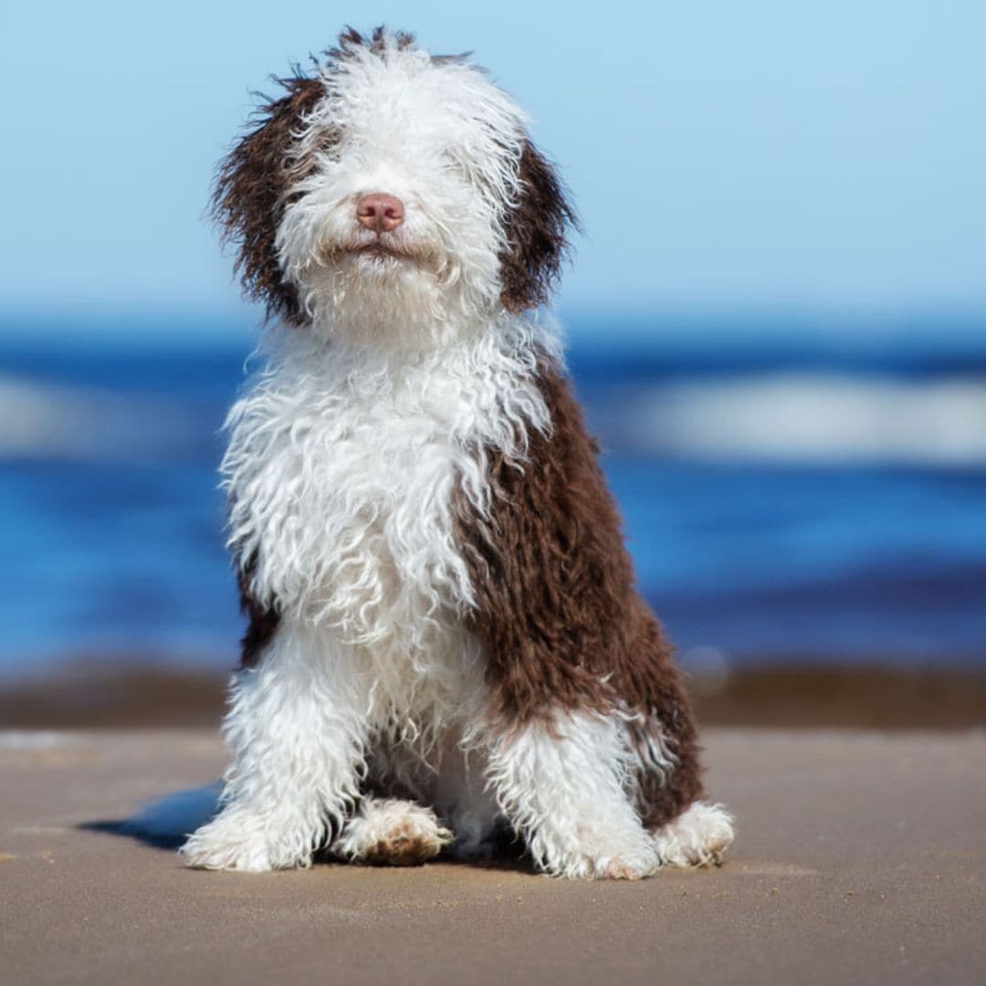 Estas son algunas de las 33 razas de perro españolas autóctonas