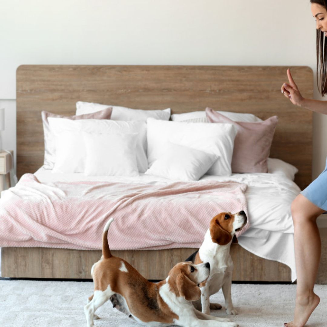 ¿Cuáles son las razones por las que mi perro no me hace caso?