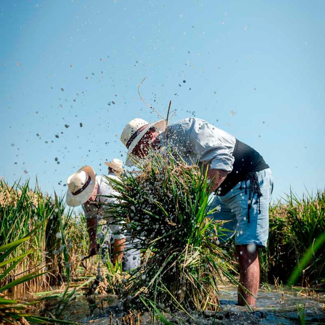 Siega manual, recogida de arroz por los agricultores en la Albufera de Valencia