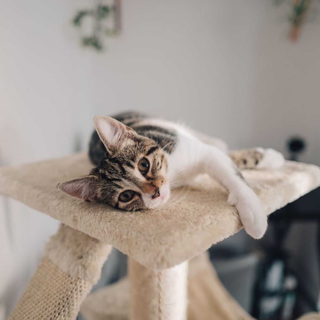 Esto es lo que los veterinarios hacen por sus gatos mayores… y tú también deberías