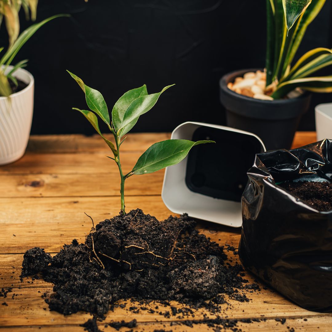 Cómo elegir el sustrato más adecuado para tus plantas de interior