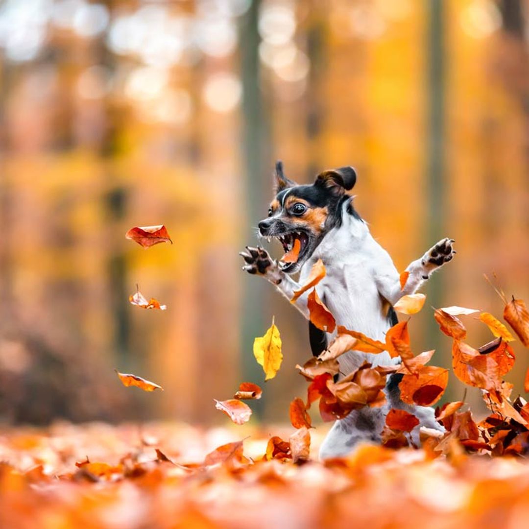 ¿Quieres echarte unas risas? Echa un vistazo a estas divertidísimas imágenes de mascotas