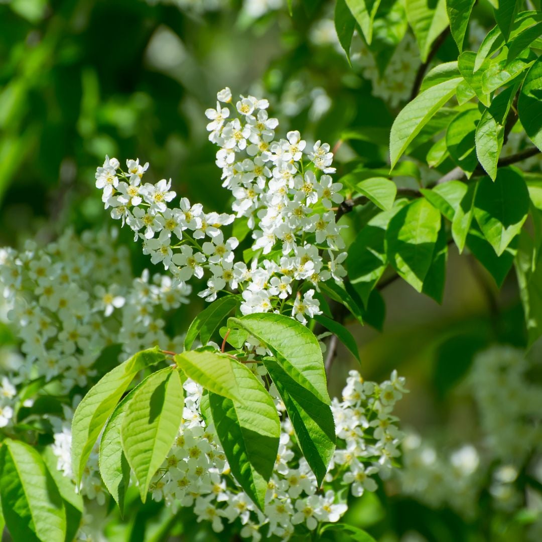 El árbol ornamental y de flores blancas que necesita tu jardín para dar sombra
