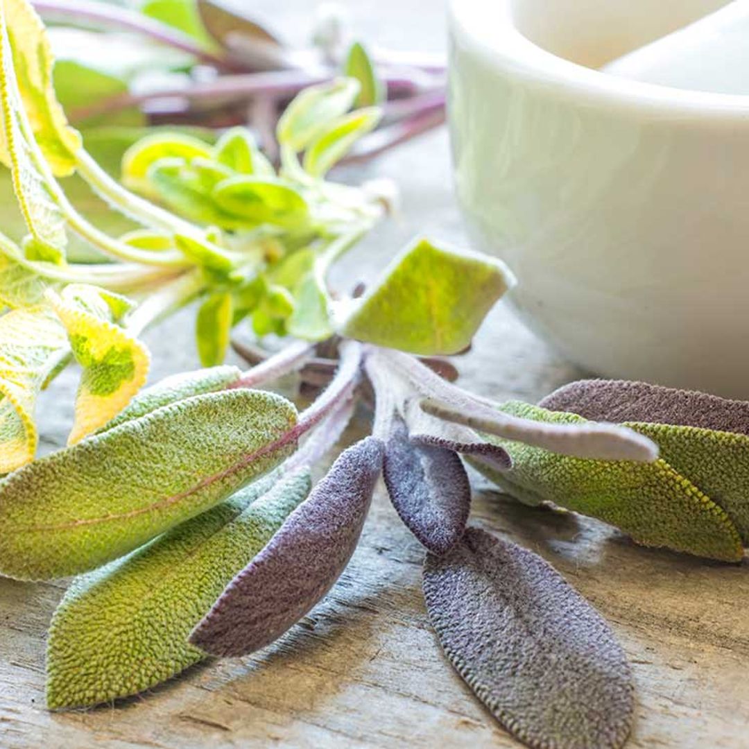 ¿Conoces todos los beneficios y propiedades de la salvia?
