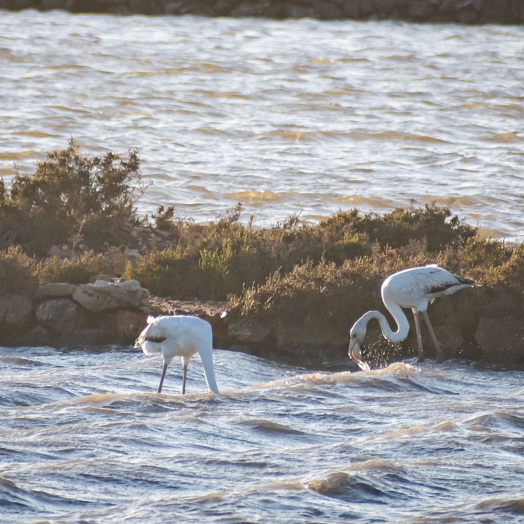 Flamencos en el parque de Calblanque, Murcia
