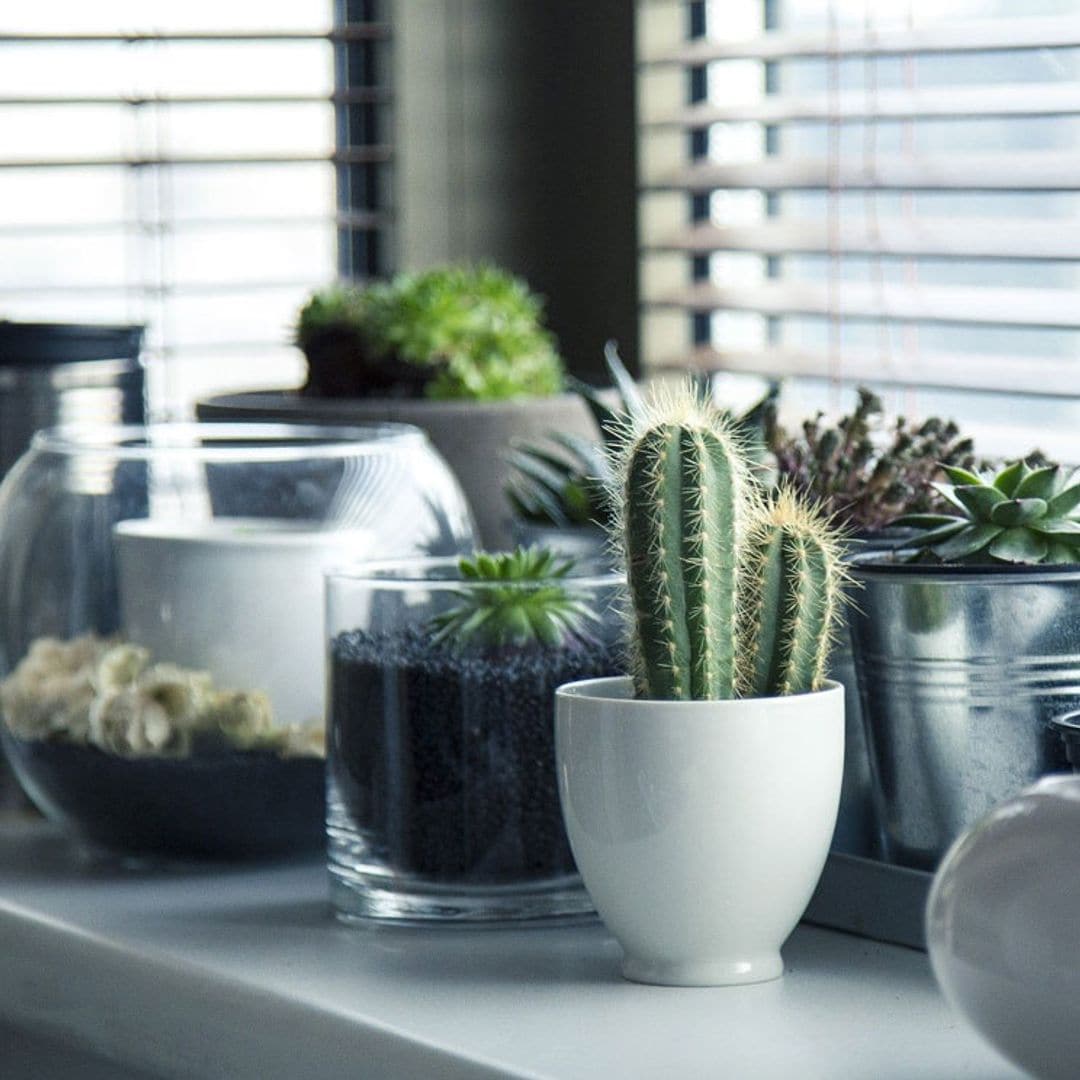 Estas plantas sobreviven a cualquier principiante
