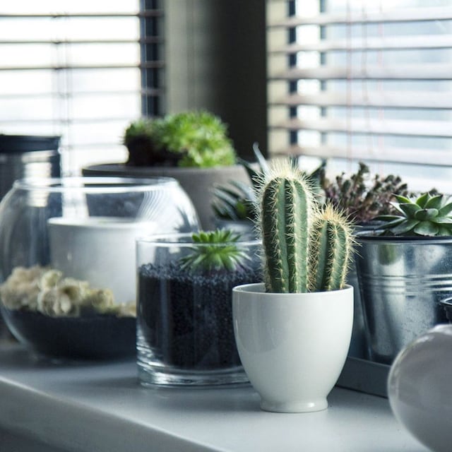plantas principiantes1