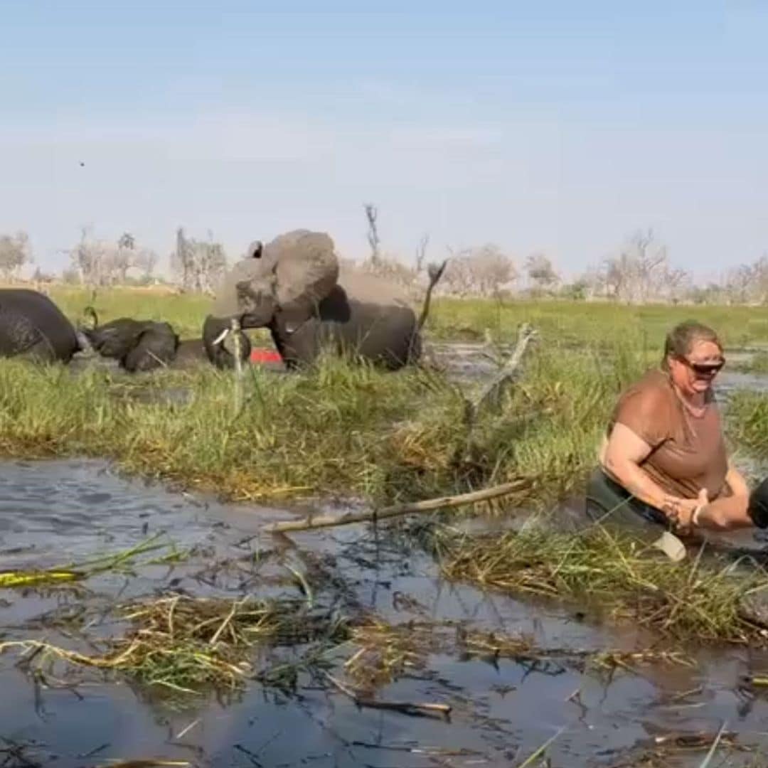 El estremecedor vídeo del ataque de un elefante furioso a unos turistas en Botsuana