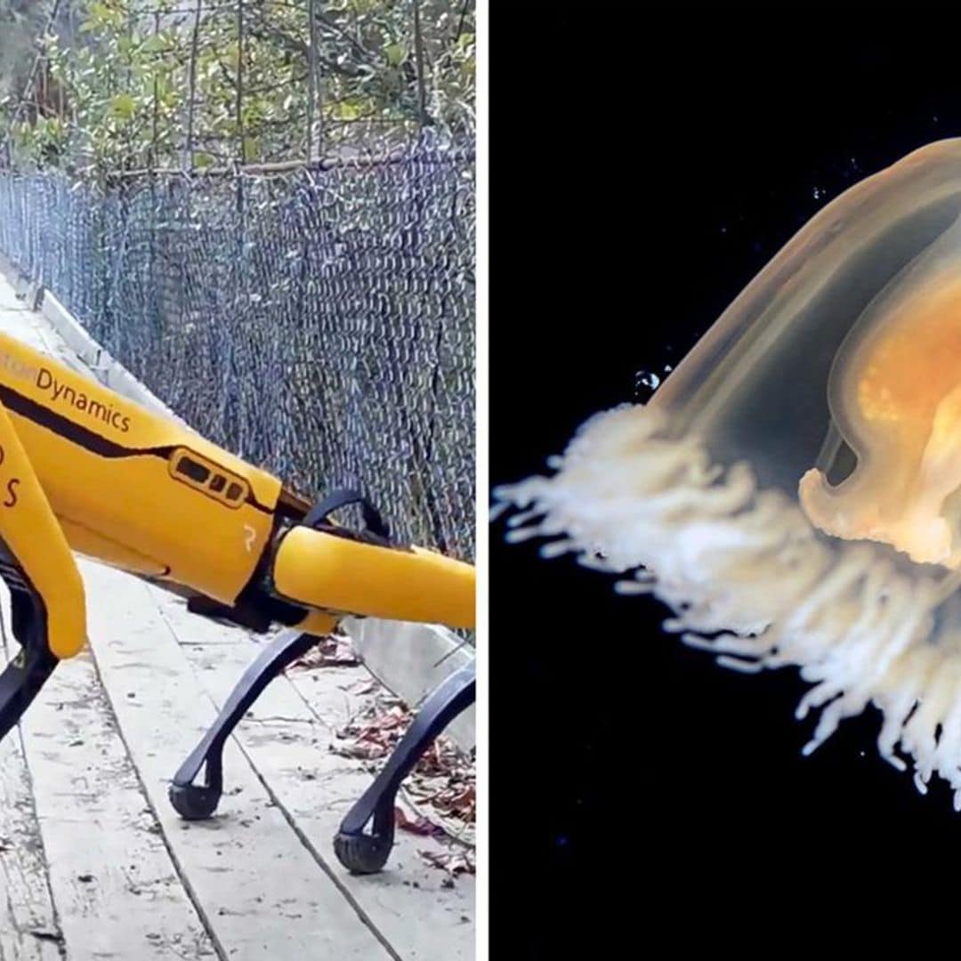 Los ‘minianimales’ más sorprendentes y mágicos del reino marino