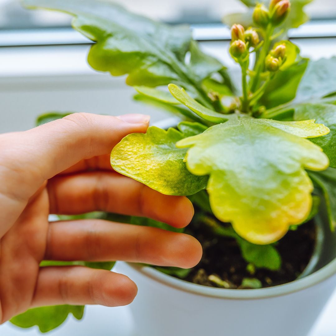 Enfermedades y plagas comunes en plantas de Interior: identificación y trucos efectivos para combatirlas