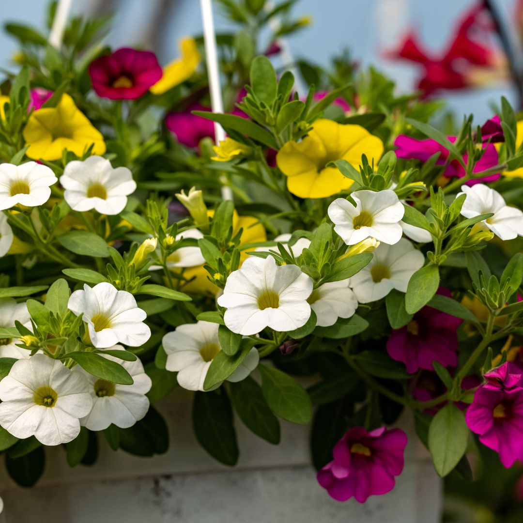 Así se cuida la calibrachoa, una flor emparentada con la petunia pero con flores más pequeñas