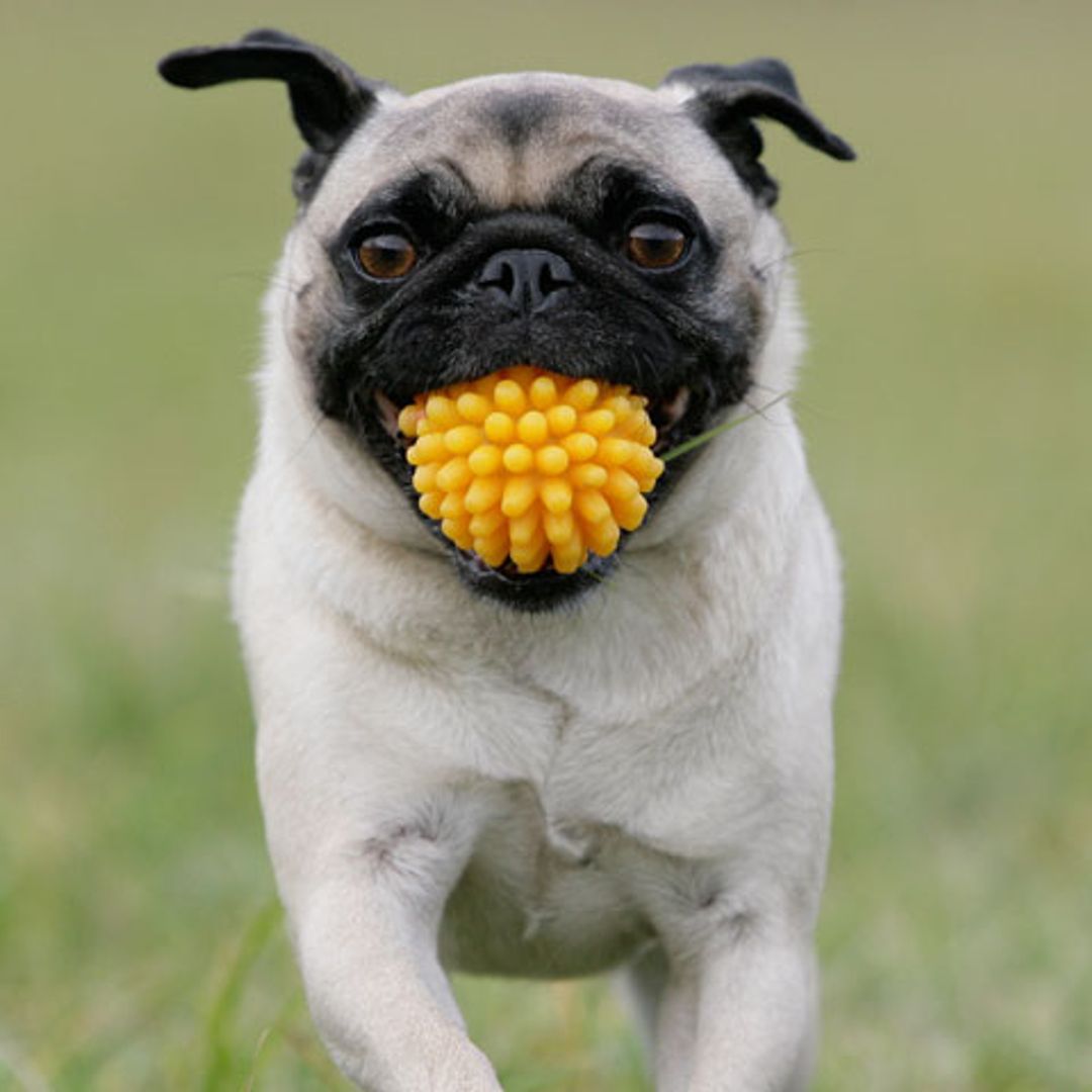 ¿Cuánto ejercicio necesita tu perro, según su raza?