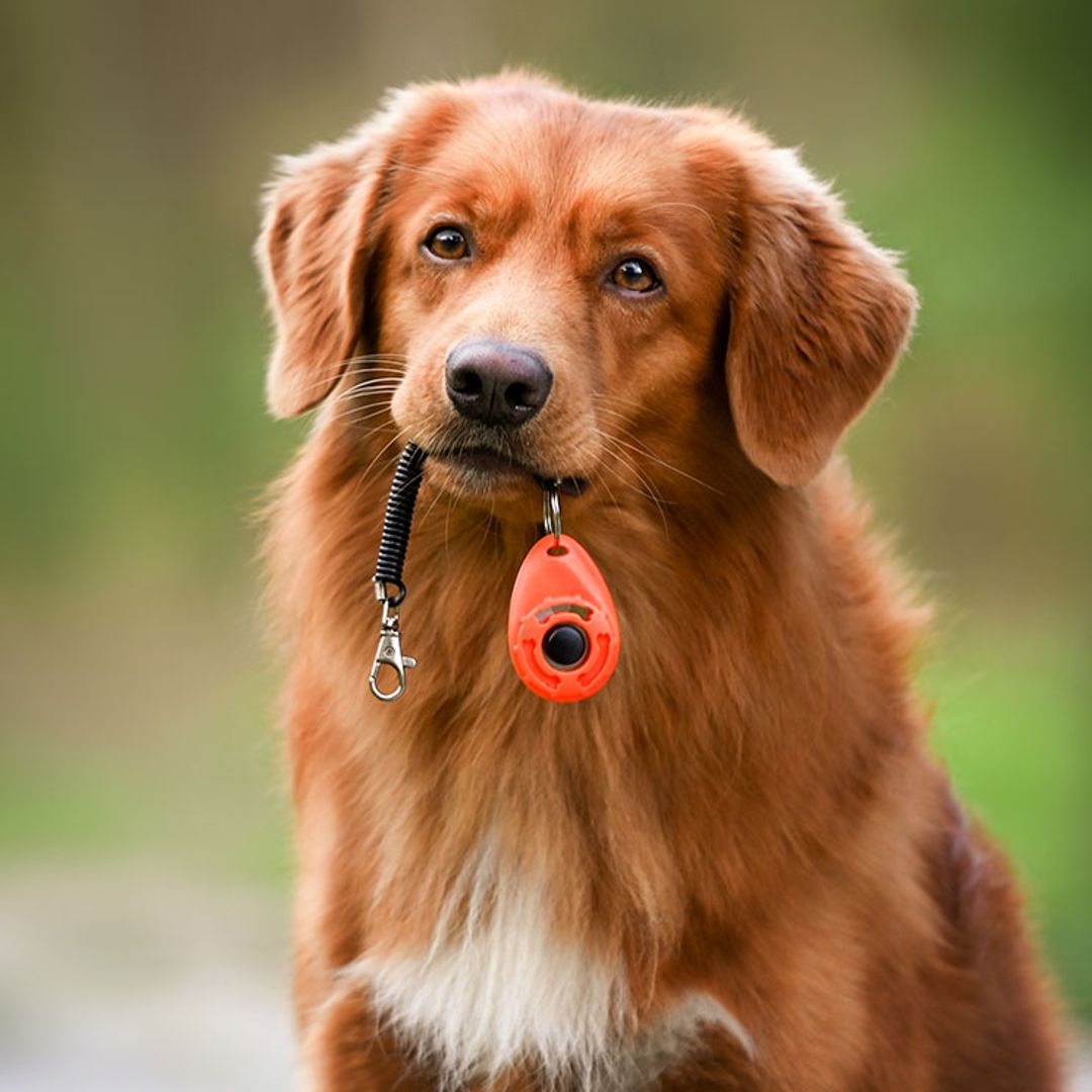 ¿Qué es un ‘clicker’ y por qué sirve para adiestrar a perros y gatos?