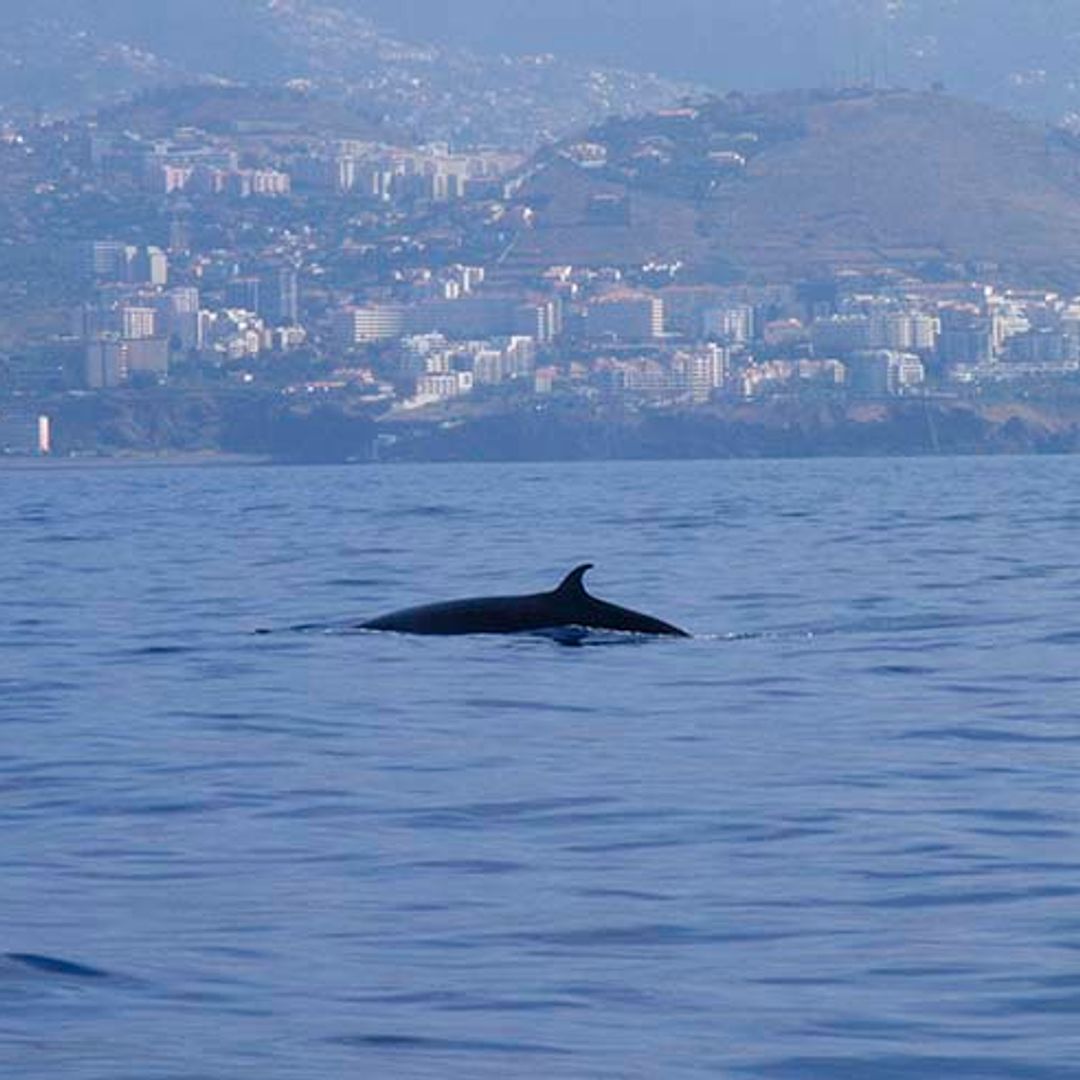 ¡Ballena a la vista!, diez lugares magníficos para ver cetáceos