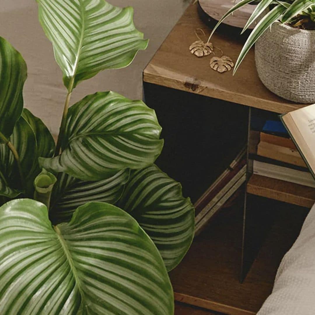 Cómo cuidar la 'Calathea orbifolia', una exótica planta procedente de las selvas de Brasil y Bolivia