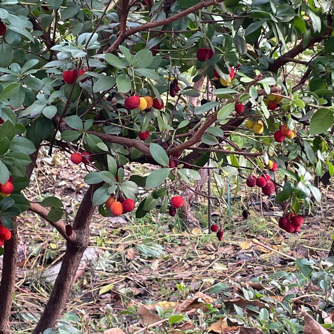 Real Fábrica de Tapices de Madrid