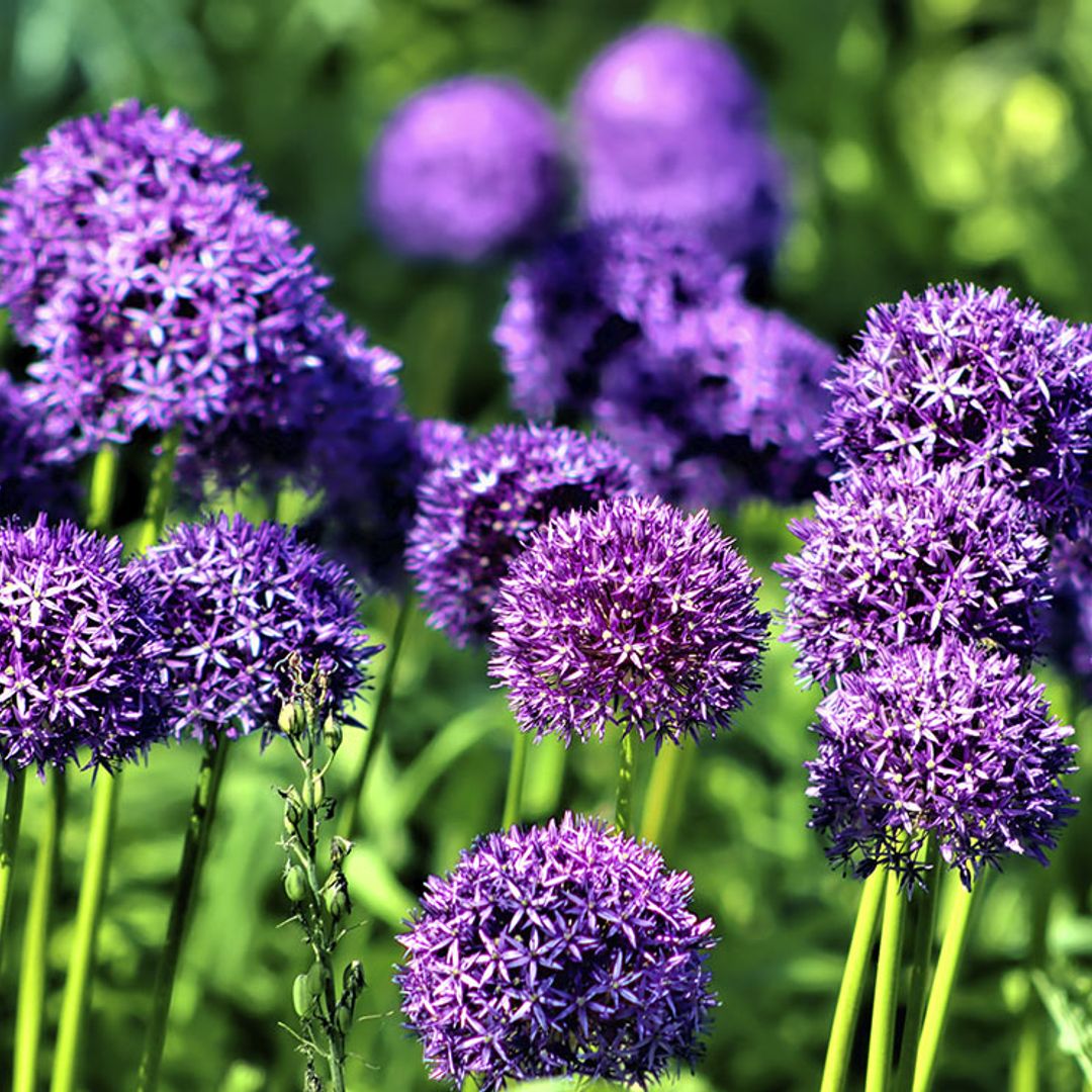 Cuidados del allium ornamental: la flor que necesita tu jardín