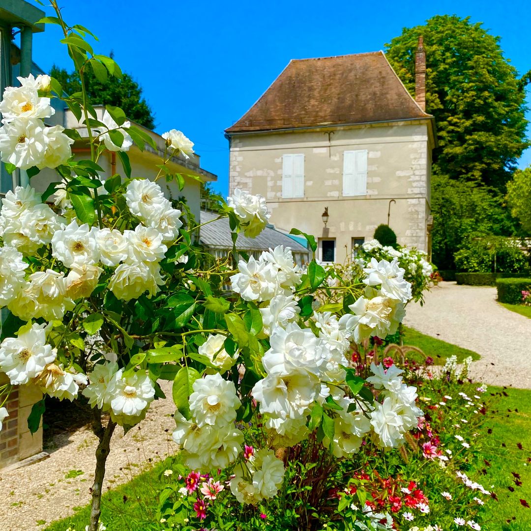 Rosas en Provins, Francia