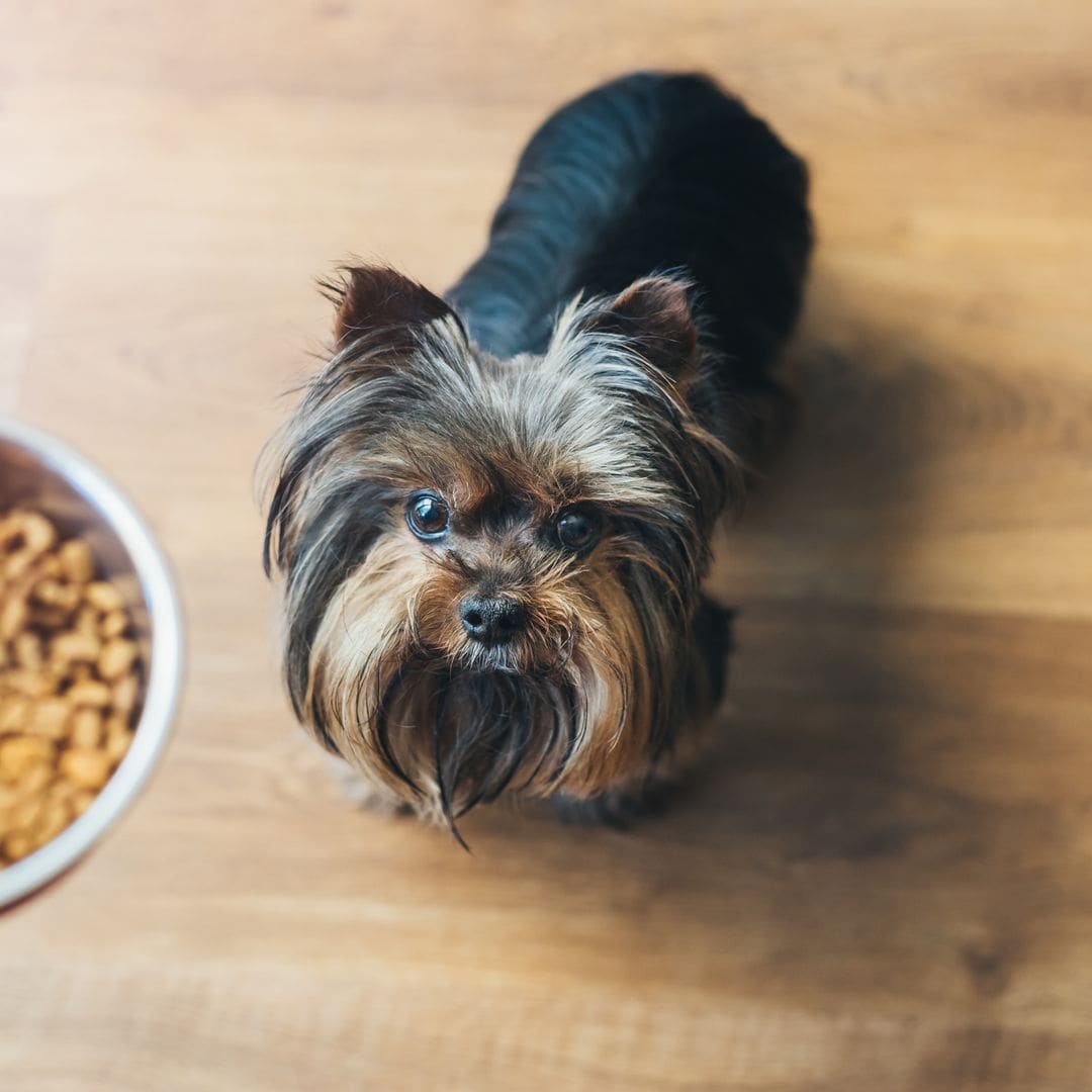 Comida natural para perros: beneficios, marcas y consejos
