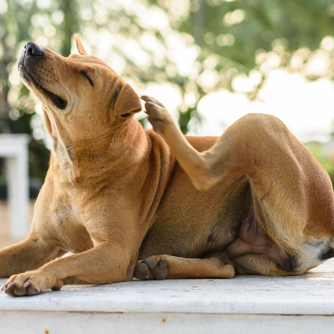¿Qué puedo hacer si mi perro se rasca mucho la piel?