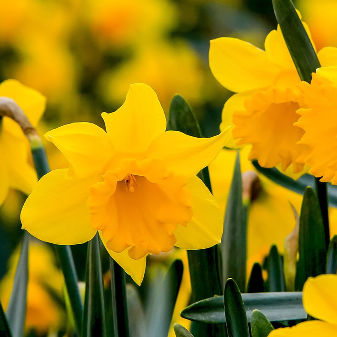 Aprende a cultivar el narciso (Narcissus), una planta de bulbo que florece en invierno