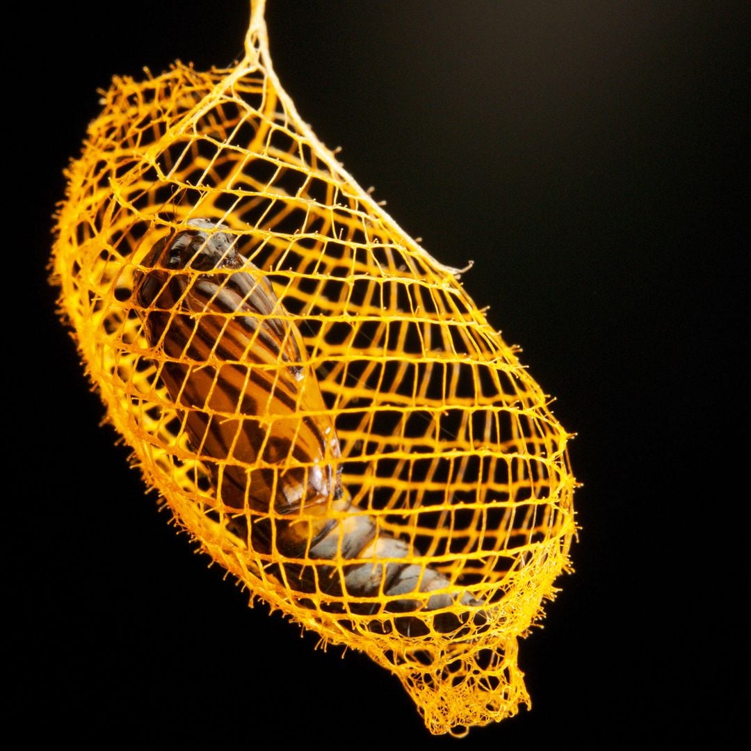 Un capullo de la polilla bumelia webworm en pleno apogeo