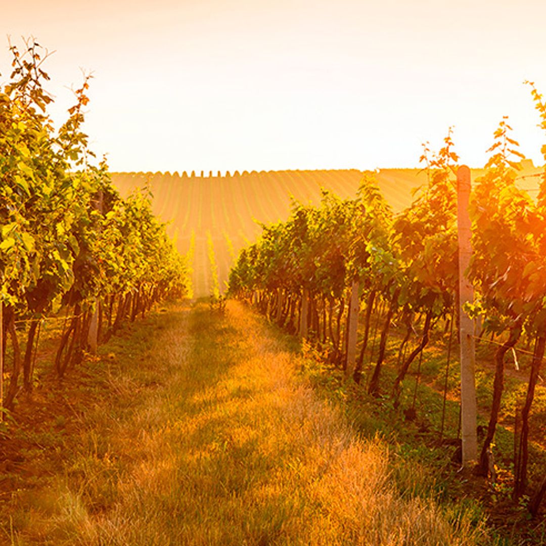 Otoño en La Rioja, ideas para empaparte de vino