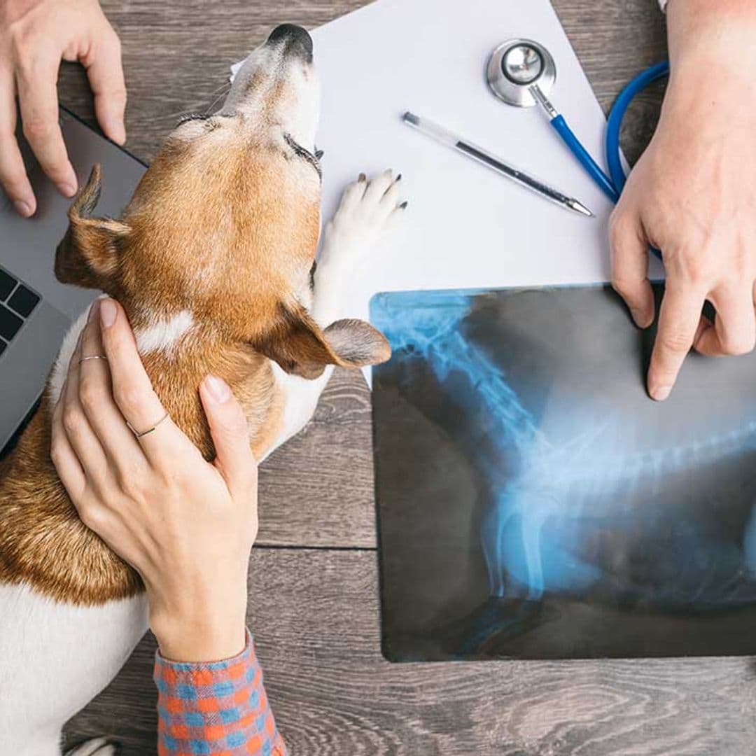 Ejercicios para perros que tienen problemas en las caderas