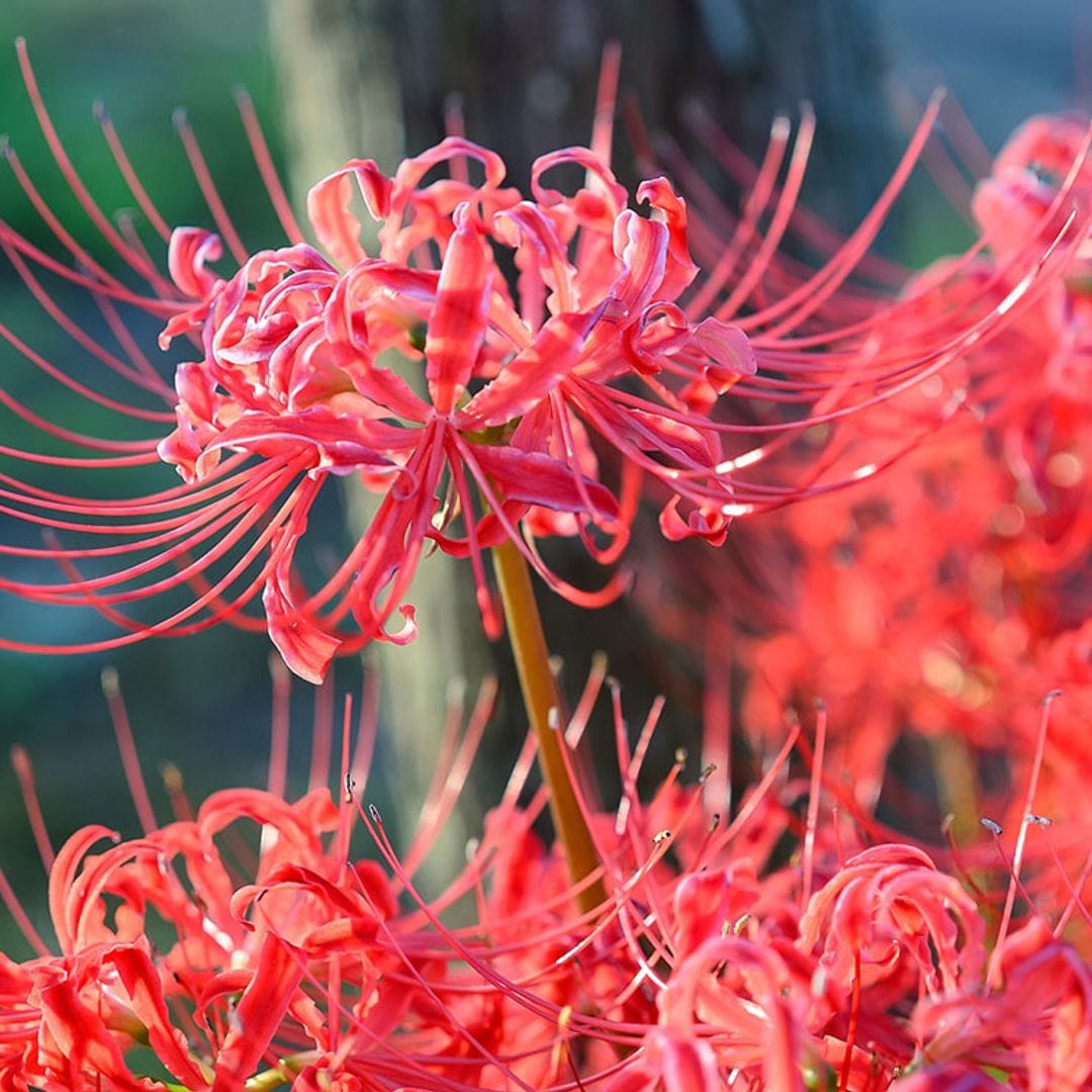 Estos son los cuidados que necesita la 'Lycoris radiata' o ‘flor del infierno’