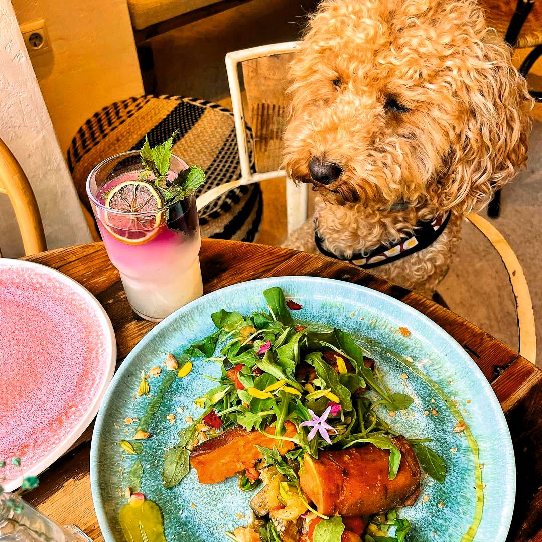 Platos de Superchulo junto a un perro en un local de Madrid.