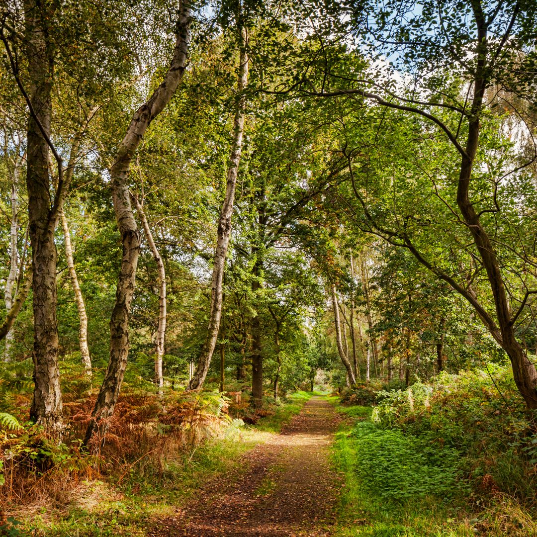 Sherwood Forest, bosque de Robin Hood, Nottinghamshire, Inglaterra