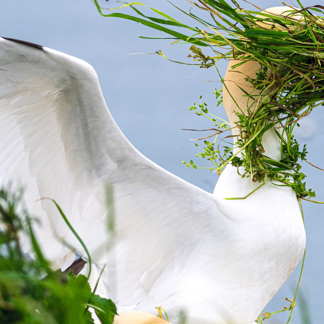 Bailes, sonrisas y poses imposibles… las imágenes más salvajemente divertidas del reino animal
