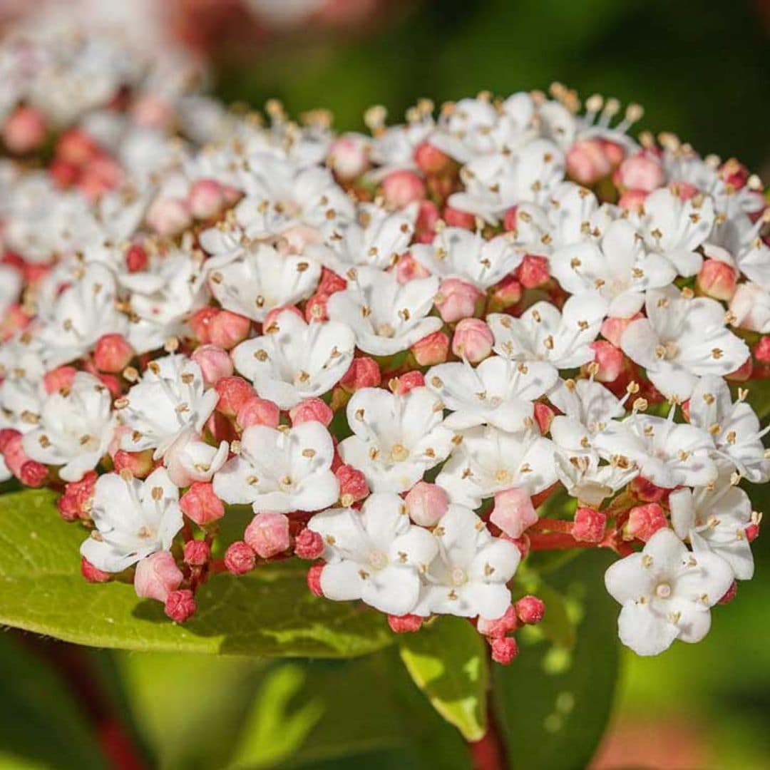 El durillo, un precioso arbusto perfecto para decorar tu jardín