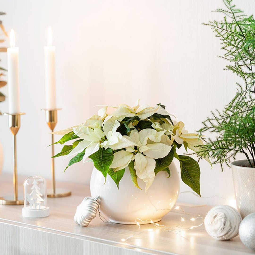 ¡Deja que las plantas te ayuden a decorar tu casa en Navidad!