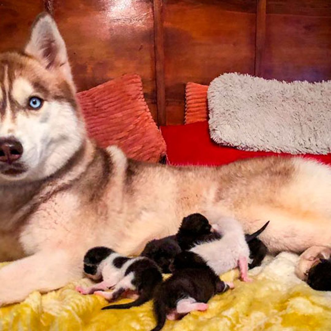 La enternecedora historia de Banner, la husky que rescató y 'adoptó' a unos gatitos