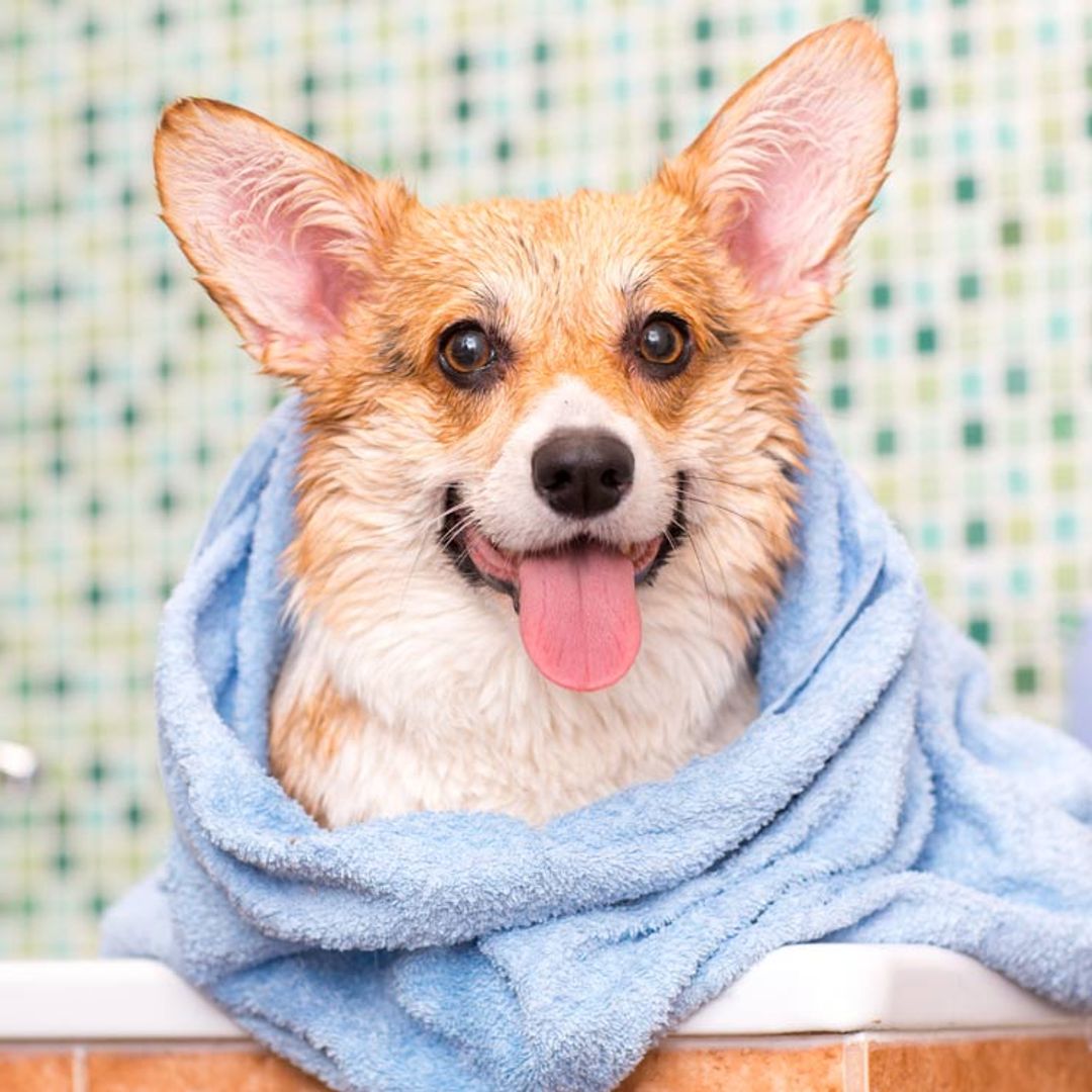 ¿Por qué a mi perro no le gusta bañarse?