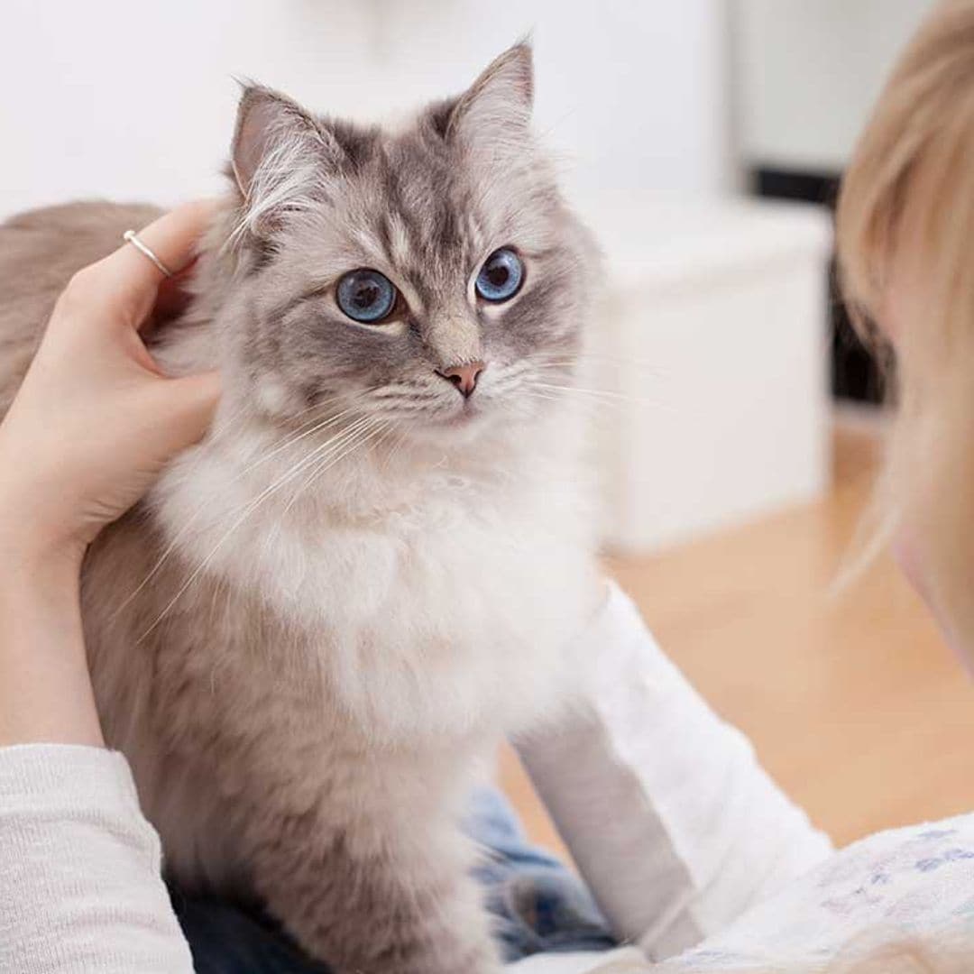 Gatos persas vs. ragdoll: 10 características para comparar ambas razas