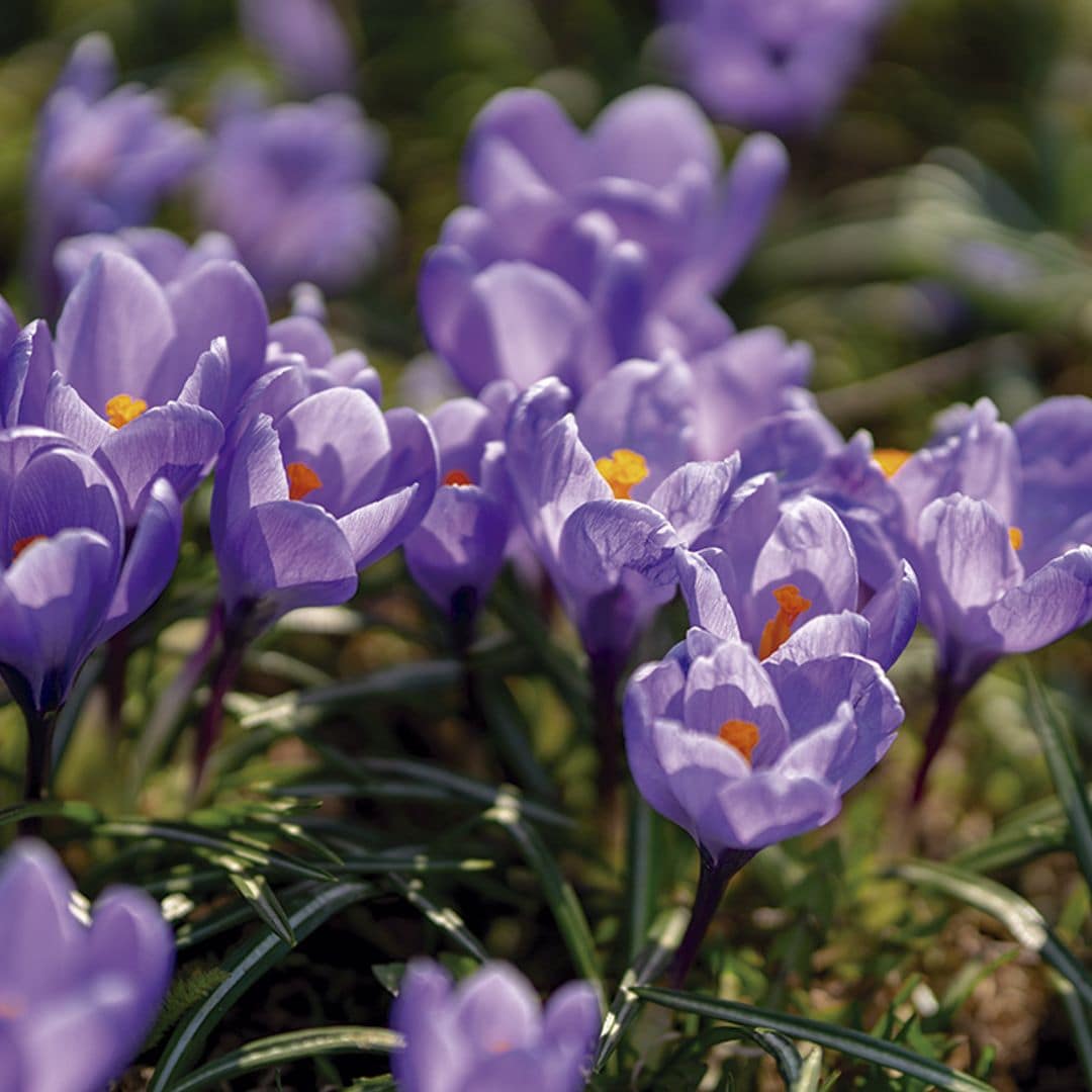 Cómo cultivar el crocus, la delicada florecilla que alegrará tu jardín esta primavera