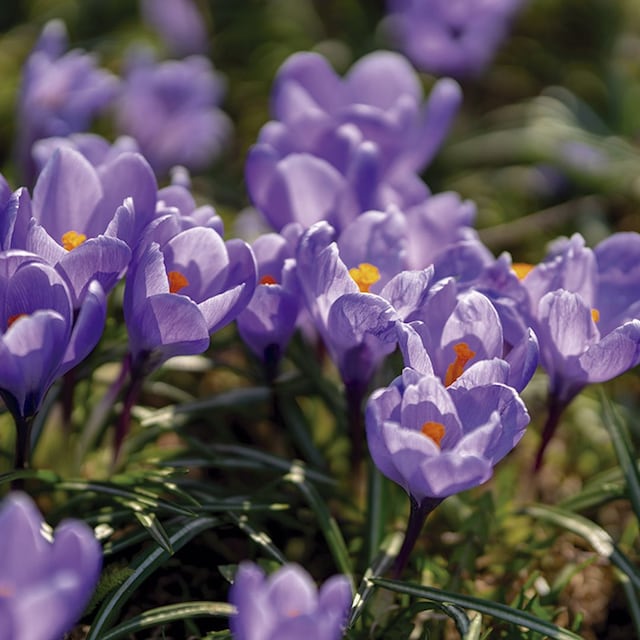 cuidados crocus 01t